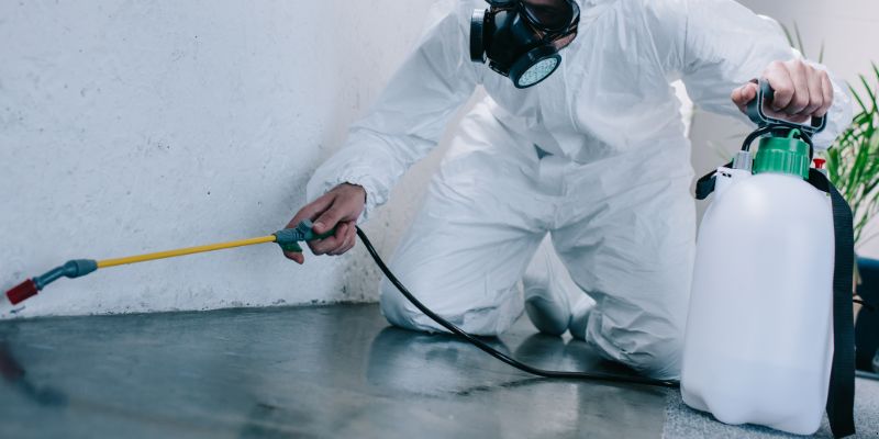 Como é Feita a Dedetização de Baratas em Bauru: Conheça 6 Métodos Como é feita a dedetização de baratas em Bauru